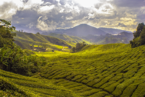 The Origins of Tea: From Medicine to Beverage